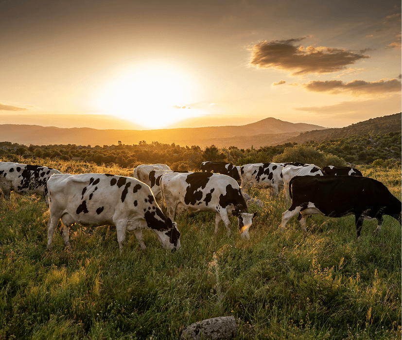 100% Grass-Fed Protein Blend